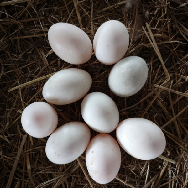 duck_eggs