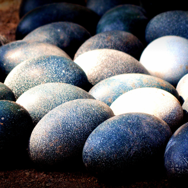 emu_eggs