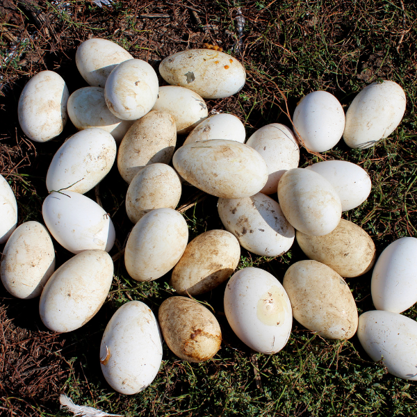 goose_eggs