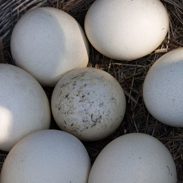 ostrich_eggs