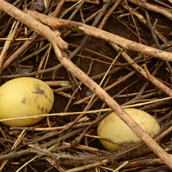 rhea_eggs