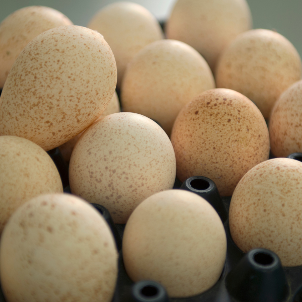 turkey_eggs